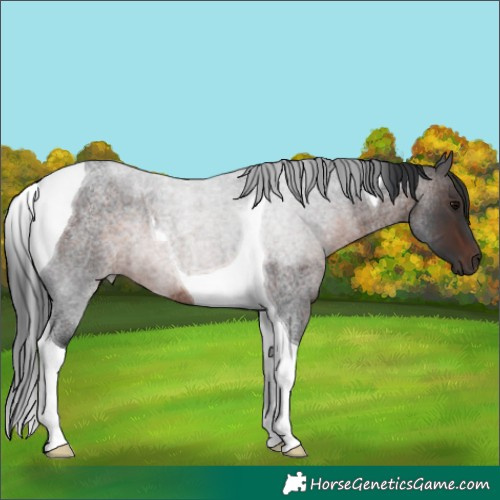 Horse Color:Brown Roan Tobiano 