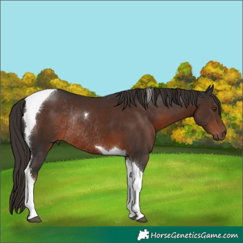 Horse Color:Liver Chestnut Tobiano Rabicano