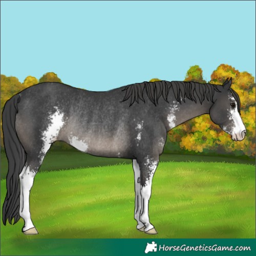 Horse Color:Black Sabino Appaloosa Rabicano