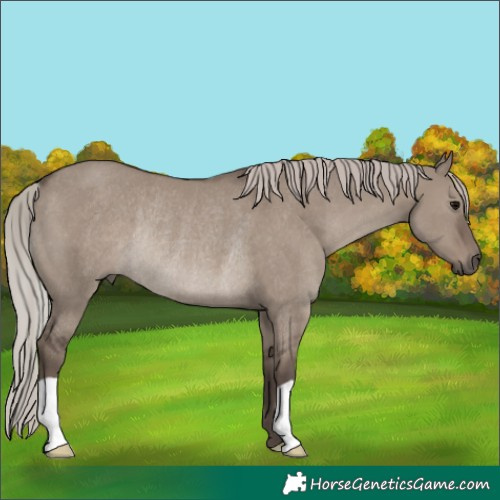 Horse Color:Silver Grullo Rabicano 