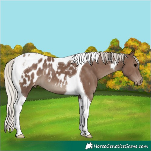 Horse Color:Silver Black Tobiano Appaloosa 