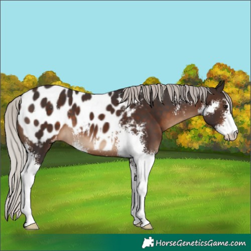 Horse Color:Silver Brown Sabino Appaloosa 