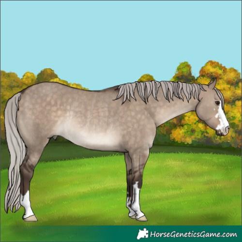 Horse Color:Silver Brown Dun Rabicano