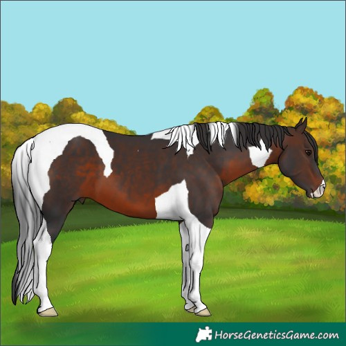 Horse Color:Brown Tobiano 