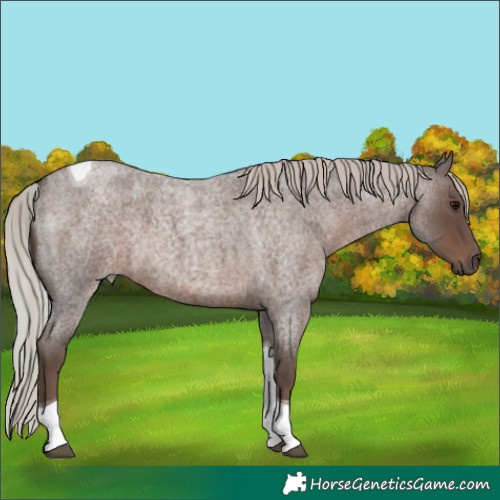 Horse Color:Silver Blue Roan Tobiano