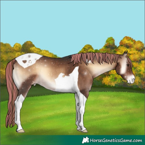 Horse Color:Painted Liver Red Onyx Tobiano Appaloosa