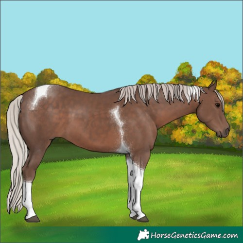Horse Color:Silver Black Tobiano 