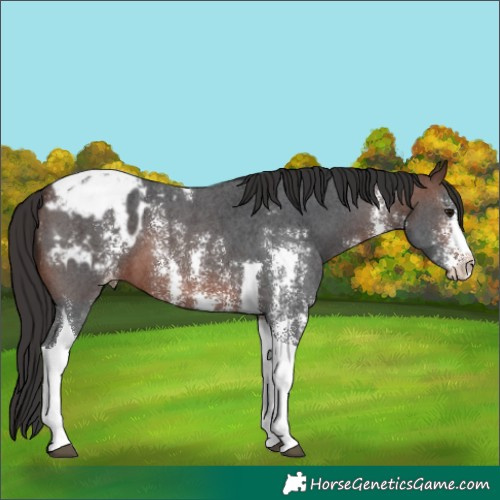 Horse Color:Brown Sabino Tobiano Appaloosa