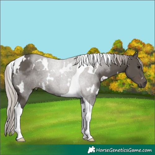 Horse Color:White Spotted Silver Black Tobiano