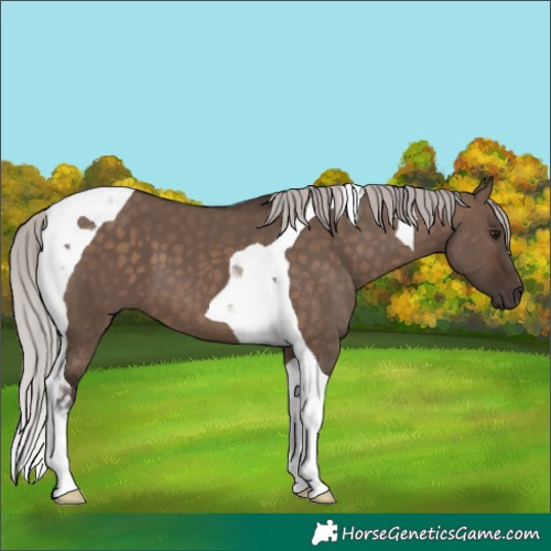 Horse Color:Silver Brown Dun Tobiano 