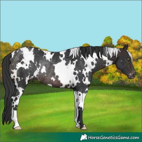 Horse Color:White Spotted Brown Appaloosa Rabicano