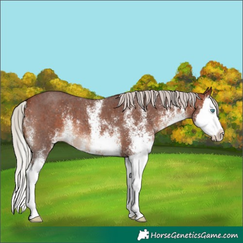 Horse Color:White Spotted Silver Bay Splash 