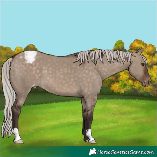 Horse Color:Silver Brown Dun Snowcap