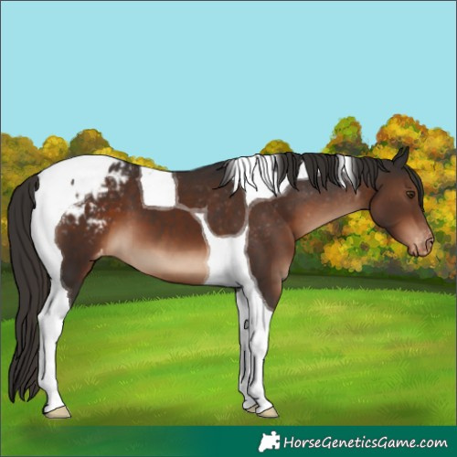 Horse Color:Liver Chestnut Tobiano Appaloosa