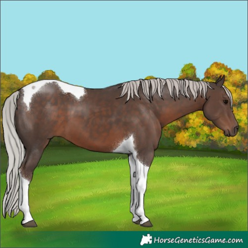 Horse Color:Silver Black Tobiano 