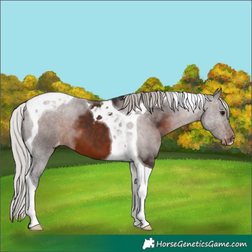 Horse Color:Silver Brown Tobiano Appaloosa