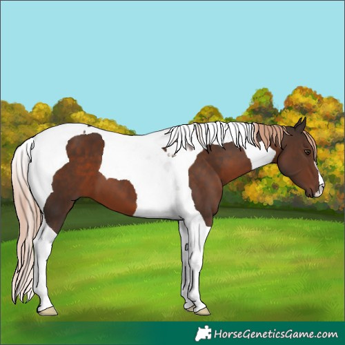 Horse Color:Liver Chestnut Tobiano 