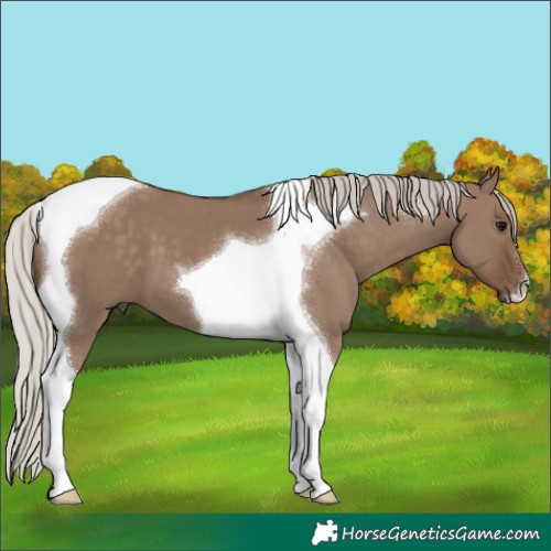 Horse Color:Silver Grullo Tobiano