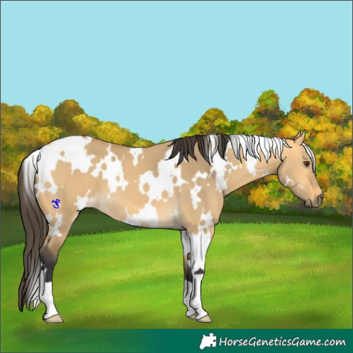 Horse Color:White Spotted Buckskin Dun 