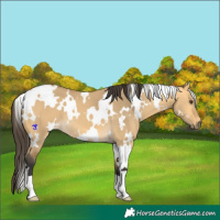 Horse Color:White Spotted Buckskin Dun
