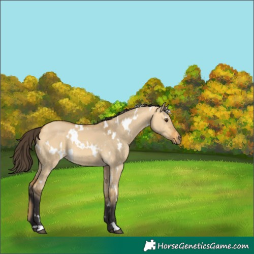 Horse Color:White Spotted Buckskin Dun 