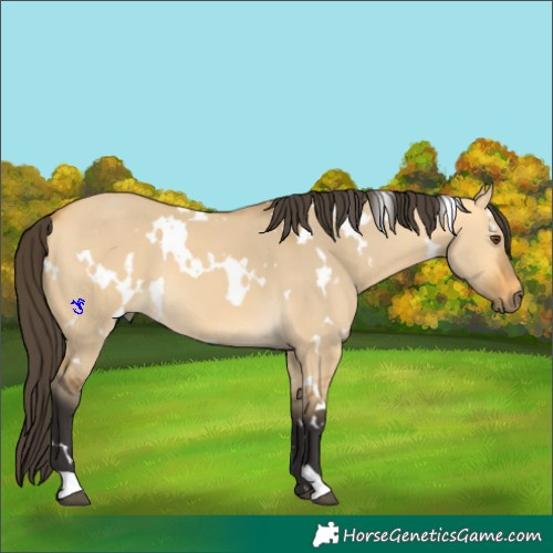 Horse Color:White Spotted Buckskin Dun 