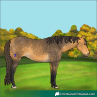 Horse Color:Buckskin 