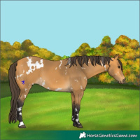 Horse Color:White Spotted Buckskin