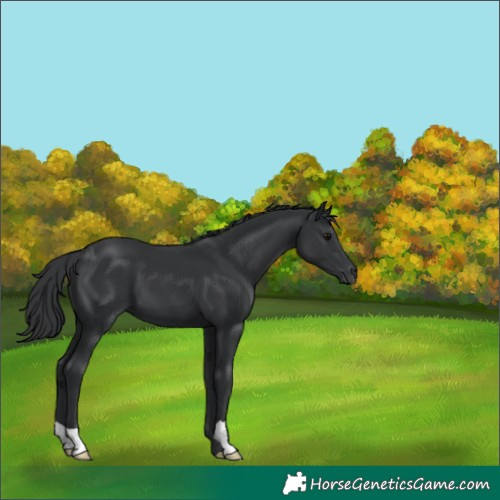 Horse Color:Black 