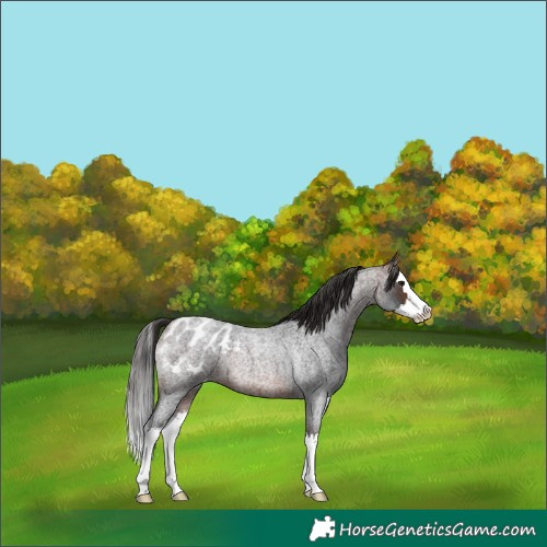 Horse Color:Brown Roan Splash Appaloosa Rabicano 