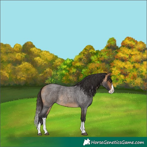Horse Color:Buckskin Roan Splash 
