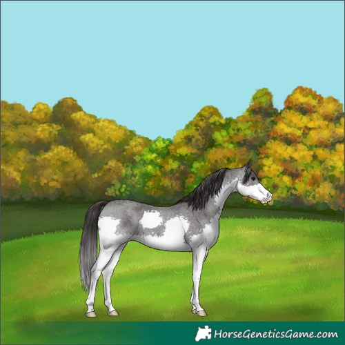 Horse Color:Smoky Blue Roan Splash 