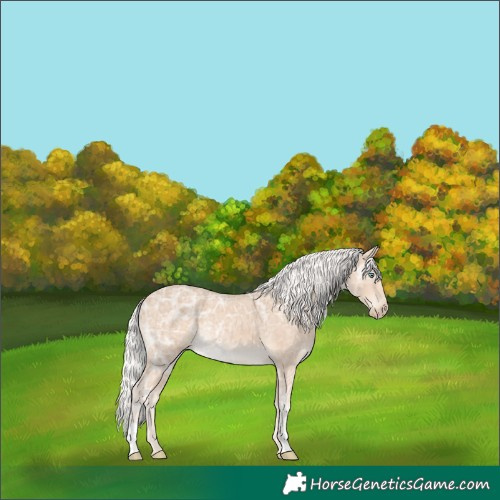 Horse Color:Silver Perlino Ice Rabicano