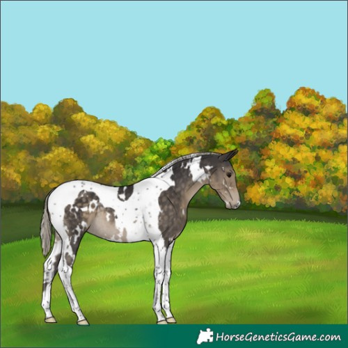Horse Color:White Spotted Silver Smoky Black Tobiano Rabicano 