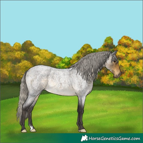 Horse Color:Silver Buckskin Roan Rabicano 