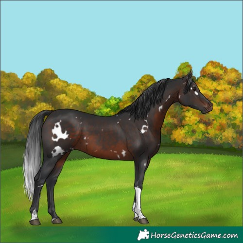 Horse Color:White Spotted Brown Tobiano 