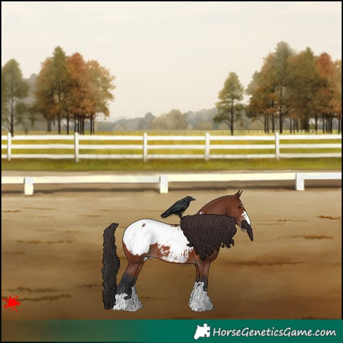 Horse Color:Brown Appaloosa