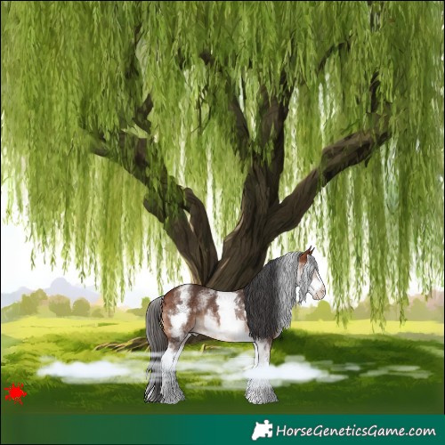 Horse Color:White Spotted Bay Rabicano