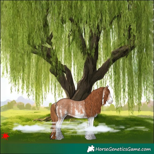 Horse Color:White Spotted Chestnut