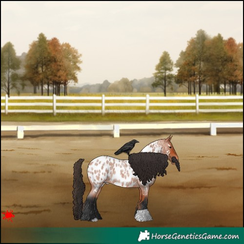 Horse Color:Bay Roan Appaloosa 