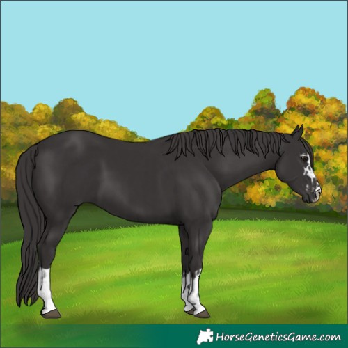 Horse Color:Smoky Black and Smoky Black