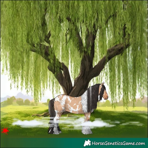 Horse Color:White Spotted Bay Dun