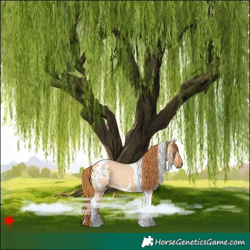 Horse Color:White Spotted Red Dun Tobiano 