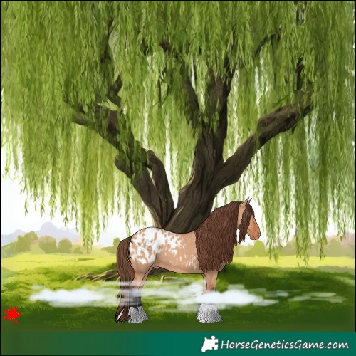 Horse Color:Bay Dun Blanket