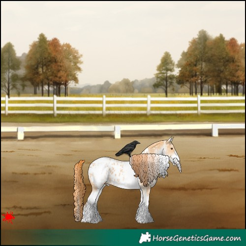 Horse Color:White Spotted Red Dun Appaloosa