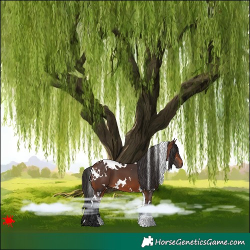 Horse Color:White Spotted Brown 