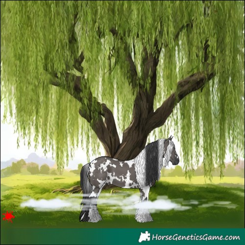 Horse Color:White Spotted Grullo