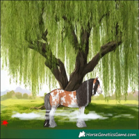Horse Color:White Spotted Bay 