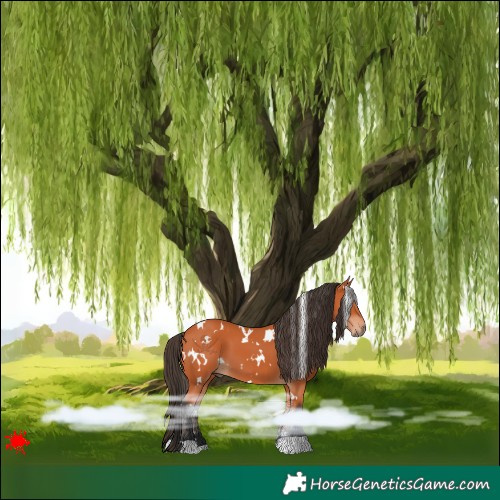 Horse Color:White Spotted Bay