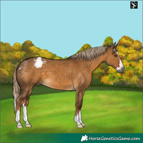 Horse Color:Gray Chocolate Palomino Dun Splash Appaloosa